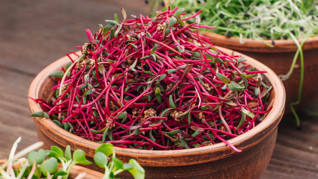Beetroot Microgreens – Nature’s Colours and Wellness on Your Plate