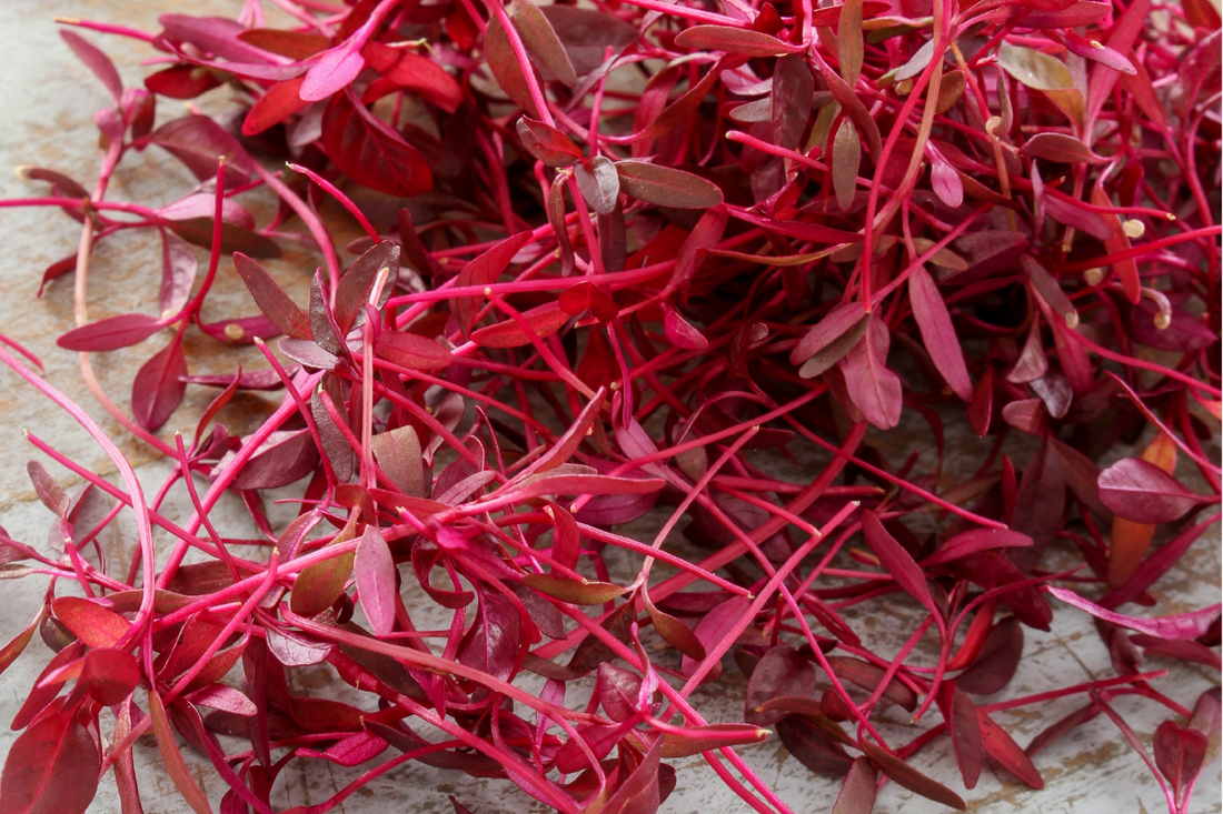 Scarlet Sparks on the Plate; the Hidden Power of Amaranth Microgreens