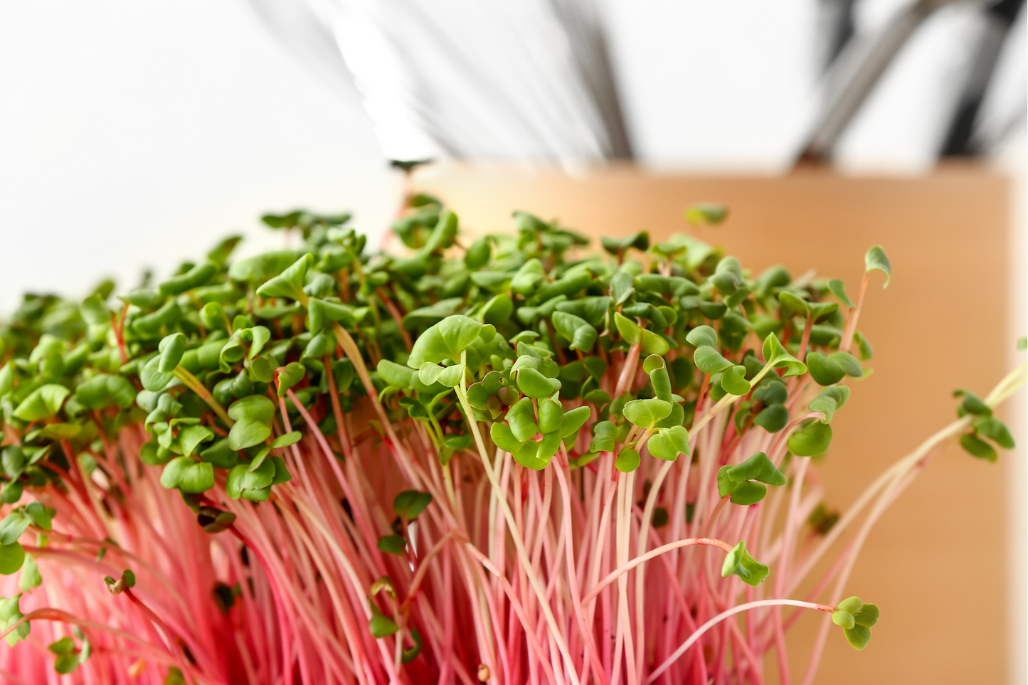 China Rose Radish Microgreens