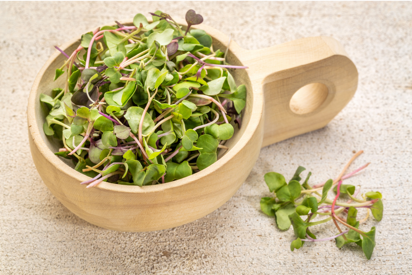 China Rose Radish Microgreens