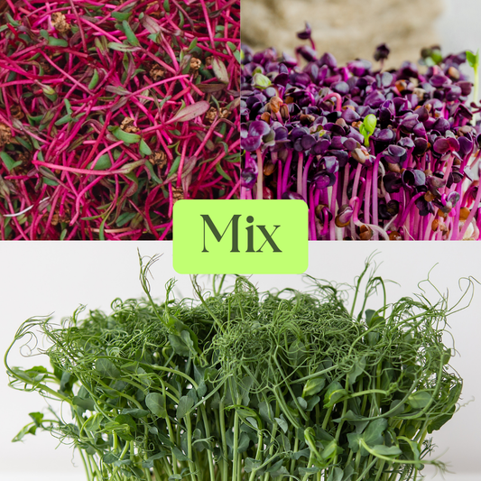 Mix of Beetroot, Rambo Radish & Green Pea Microgreens