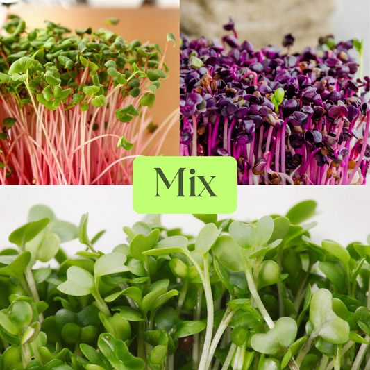 Mix of Radishes Microgreens