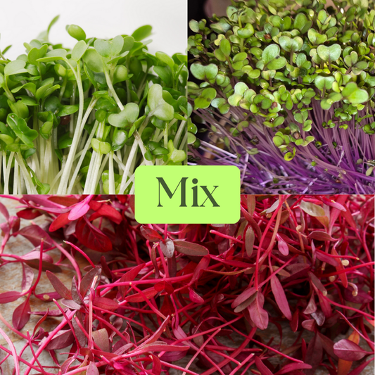 Daikon Radish, Pink Kale and Amaranth Microgreens Mix
