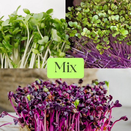 Daikon Radish, Pink Kale & Rambo Radish Microgreens Mix