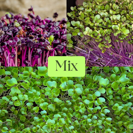 Rambo Radish, Pink Kale & White Kale Microgreens Mix