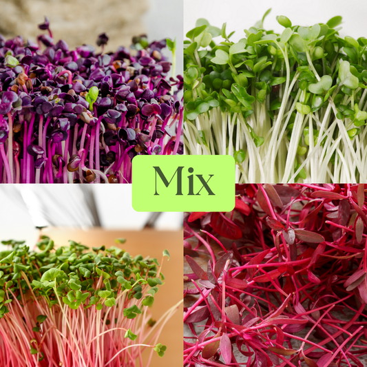 Mix of Radishes and Amaranth Microgreens
