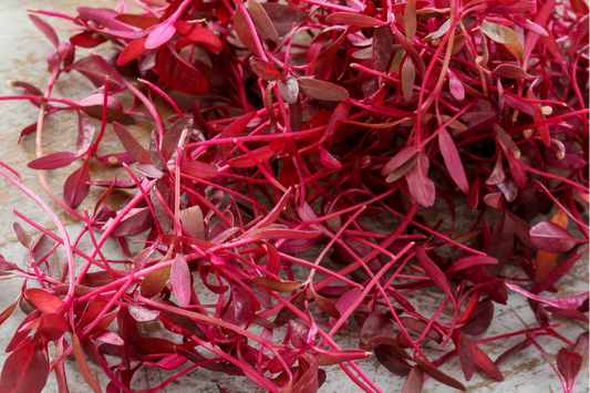 Scarlet Sparks on the Plate; the Hidden Power of Amaranth Microgreens