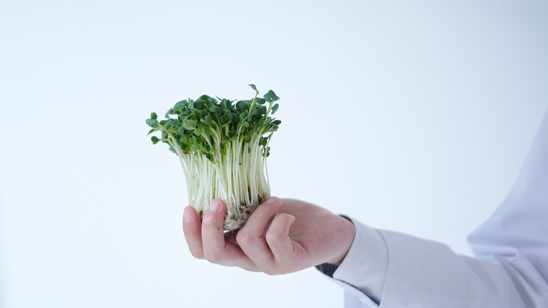 Broccoli and Broccoli Microgreens