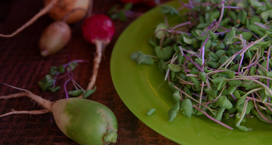 Peppery Powerhouses: Unlocking the Potential of Radish Microgreens