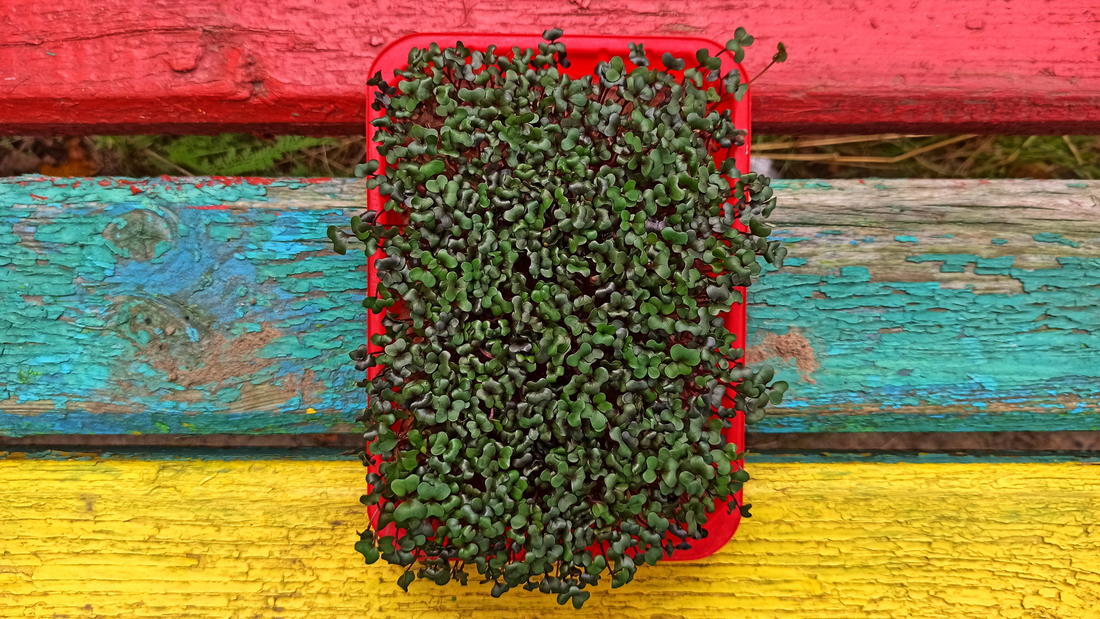 The Health Benefits of Pink Kale Microgreens: A Nutrient-Dense Superfood in Miniature Form