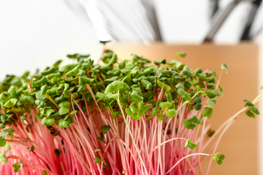 China Rose Radish Microgreens