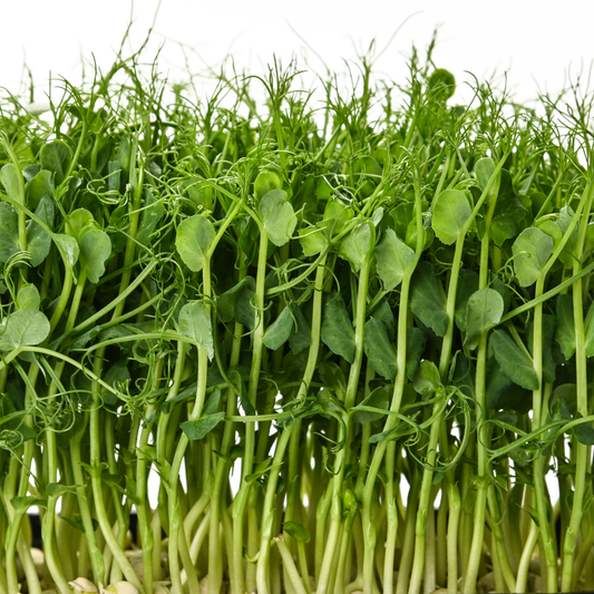 Green Pea Microgreens