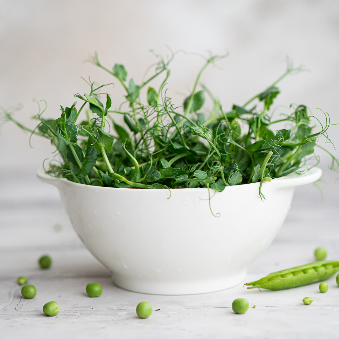 Green Pea Microgreens