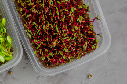 Beetroot Microgreens