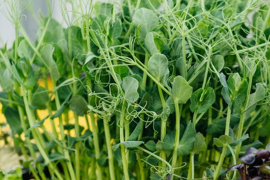 Pea Shoots Microgreens - White Tendril
