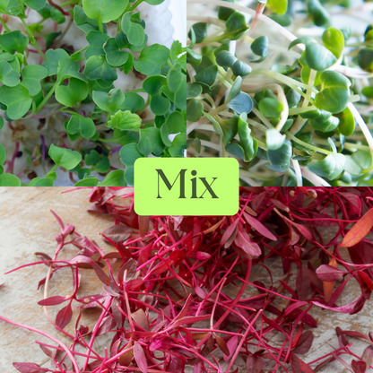 Radish Daikon, Pink Kale and Amaranth Microgreens Mix