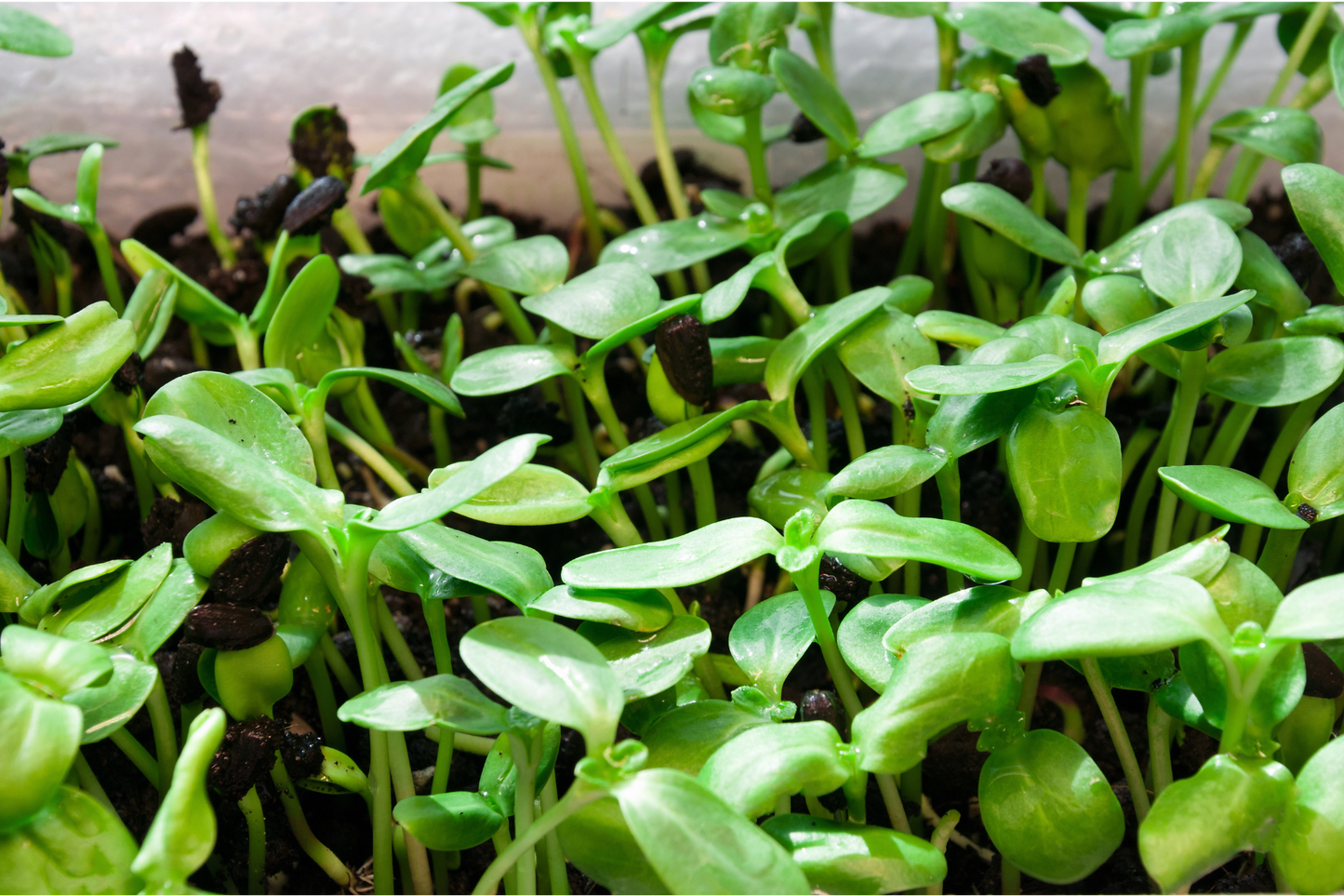 Tiny Sunflower Microgreens