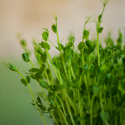Green Pea Microgreens