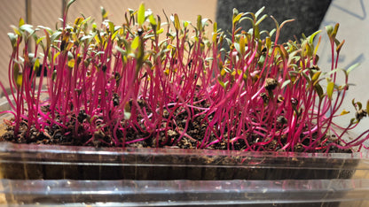 Beetroot Microgreens