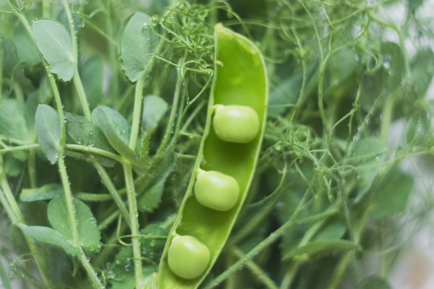 Pea Shoots Microgreens - White Tendril