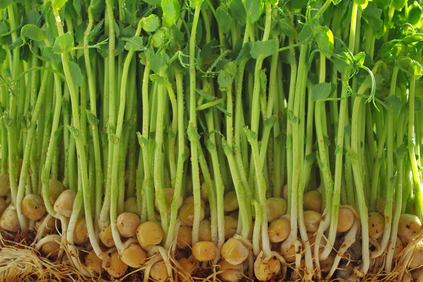 Pea Shoots Microgreens - White Tendril