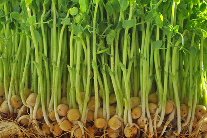 Pea Shoots Microgreens - White Tendril