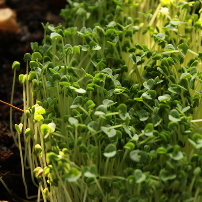 Broccoli Calabrese Microgreens