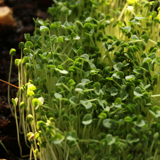 Broccoli Calabrese Microgreens