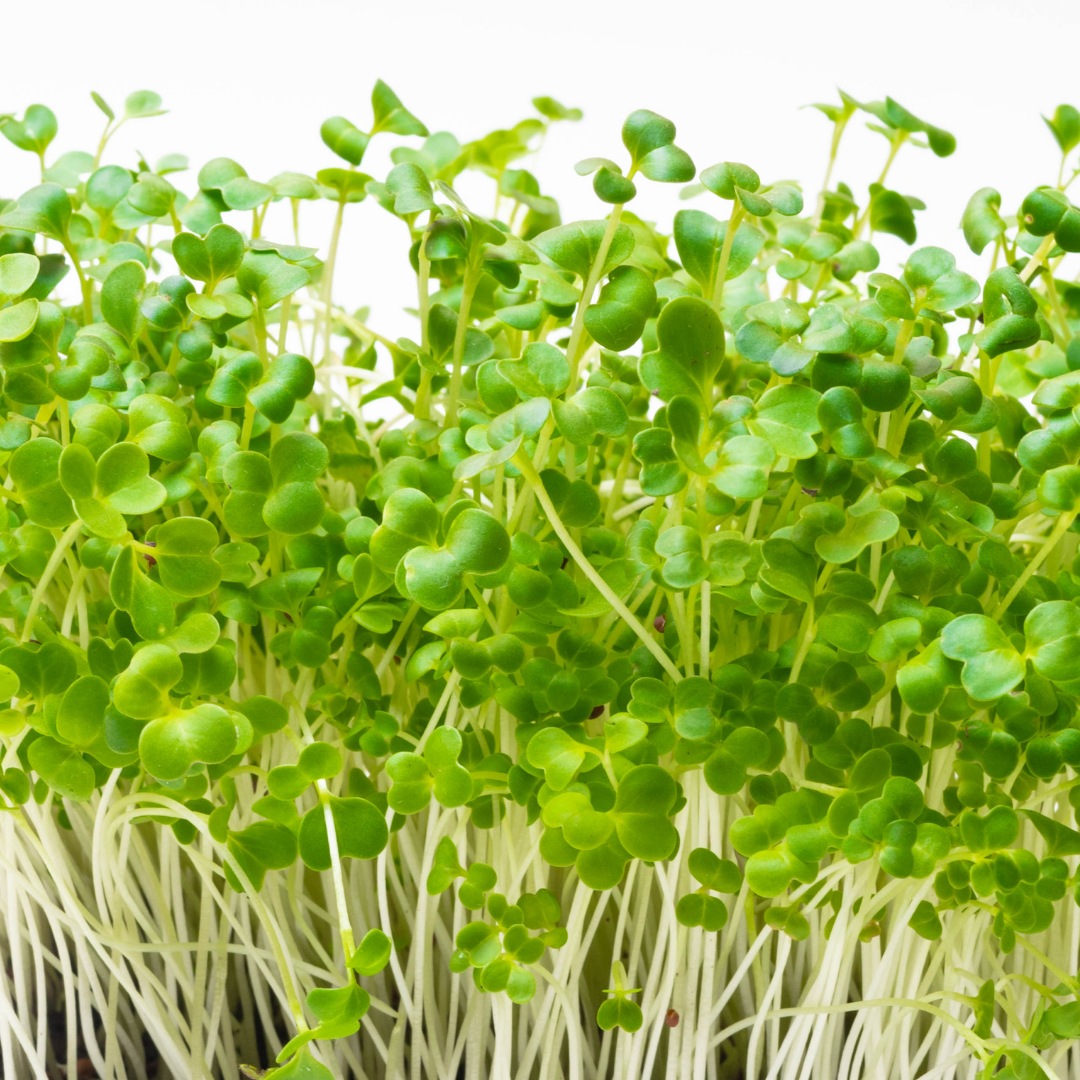 Broccoli Calabrese Microgreens