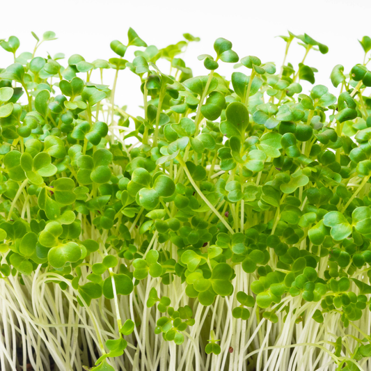 Broccoli Calabrese Microgreens