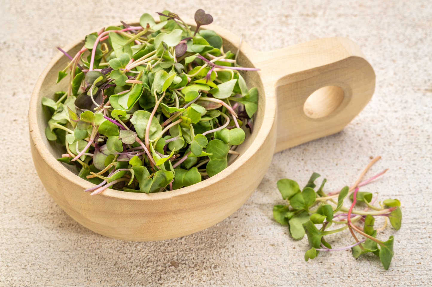 Pink Kale Microgreens