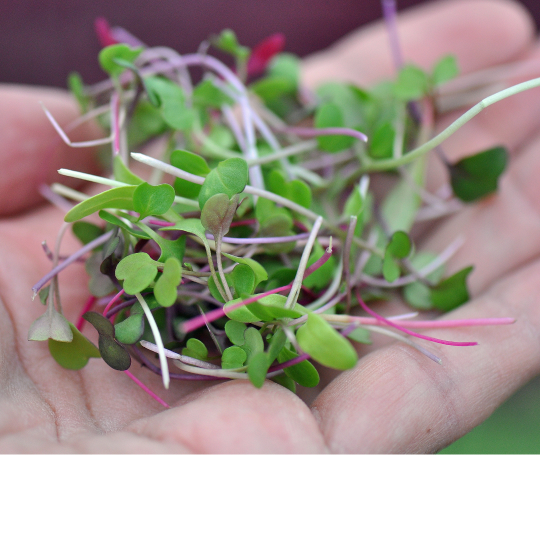 Radish Daikon, Pink Kale and Amaranth Microgreens Mix