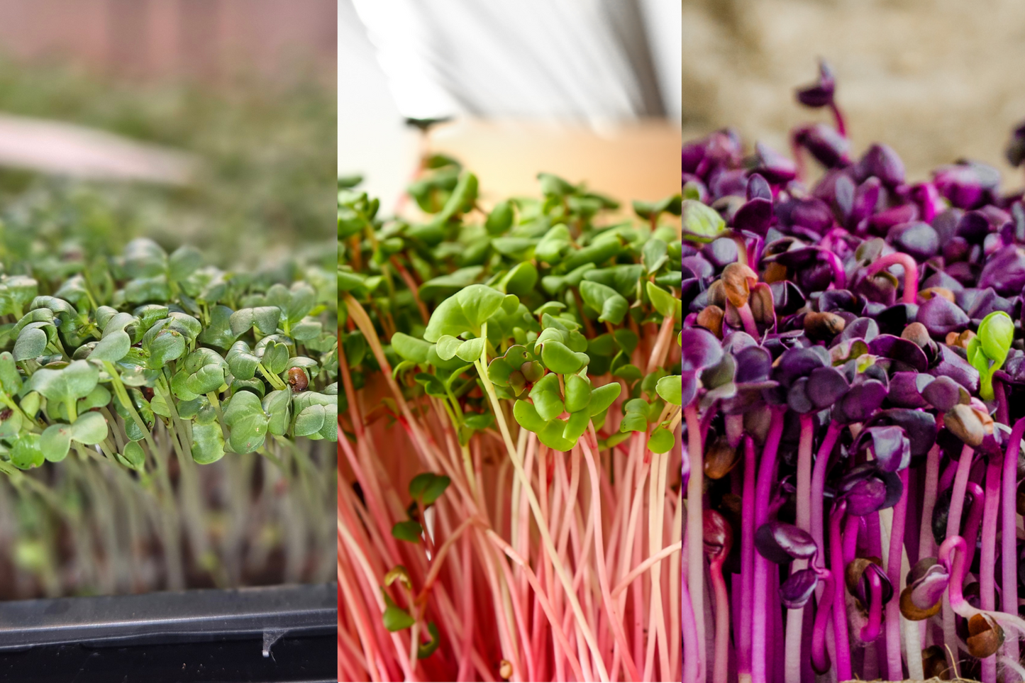 Mix of Radishes Microgreens