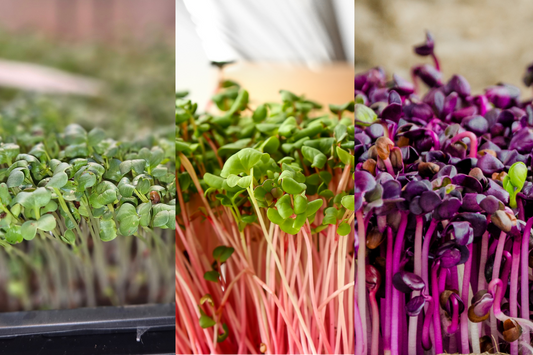 Mix of Radishes Microgreens