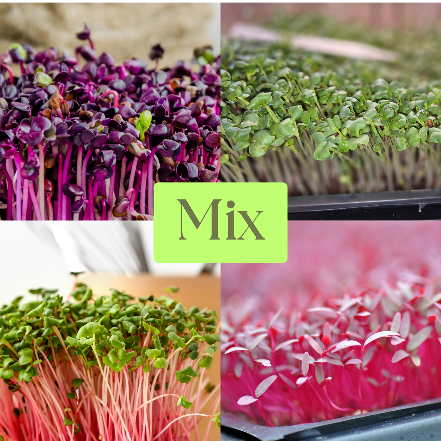 Mix of Radishes and Amaranth Microgreens