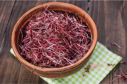 Amaranth Microgreens