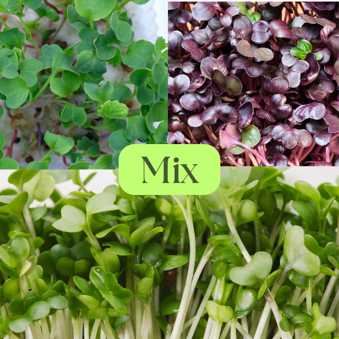 Radish Daikon, Pink Kale & Radish Rambo Microgreens Mix