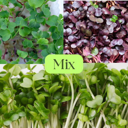 Radish Daikon, Pink Kale & Radish Rambo Microgreens Mix