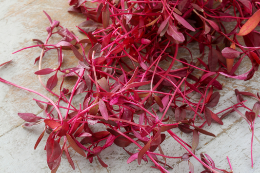Amaranth Microgreens