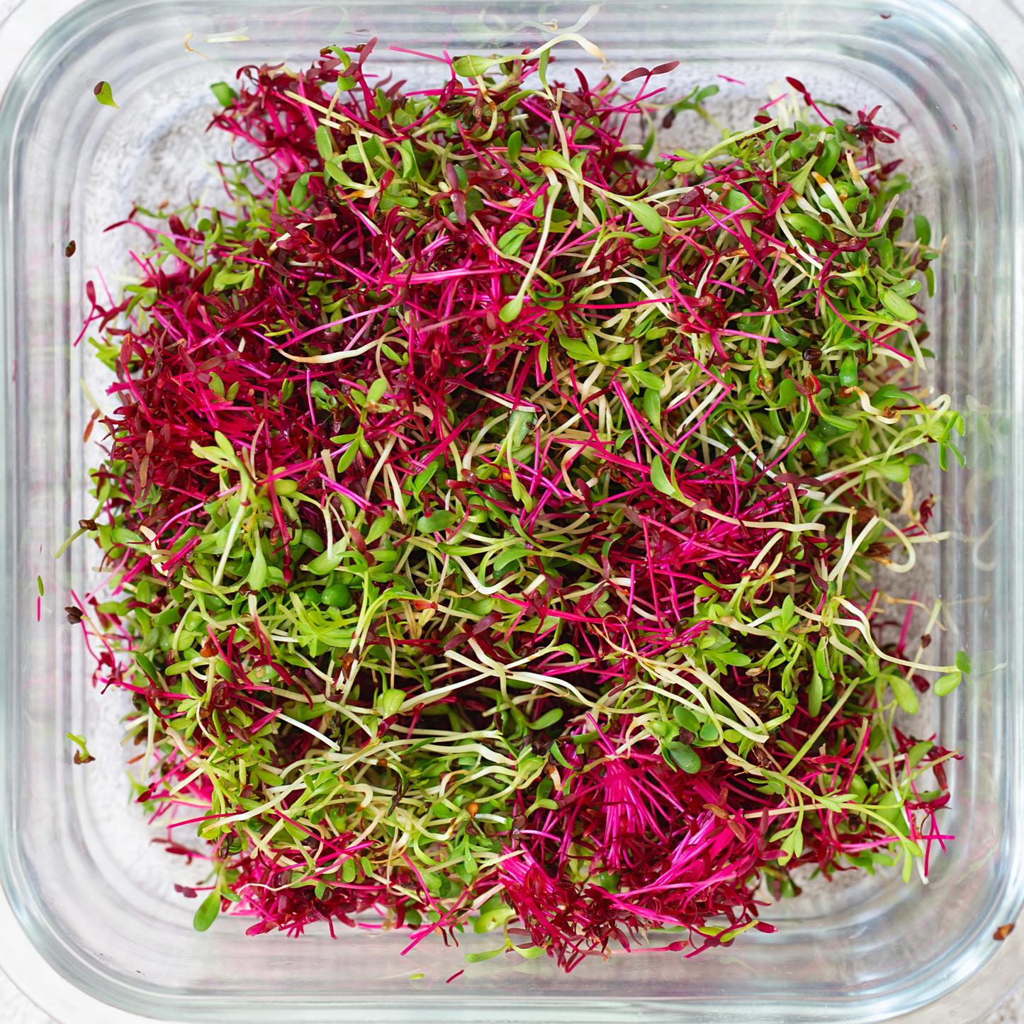 Mix of Radishes and Amaranth Microgreens