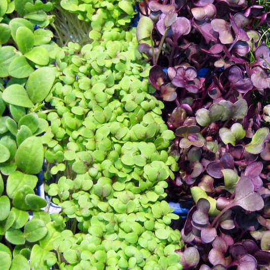 Mix of Radishes Microgreens