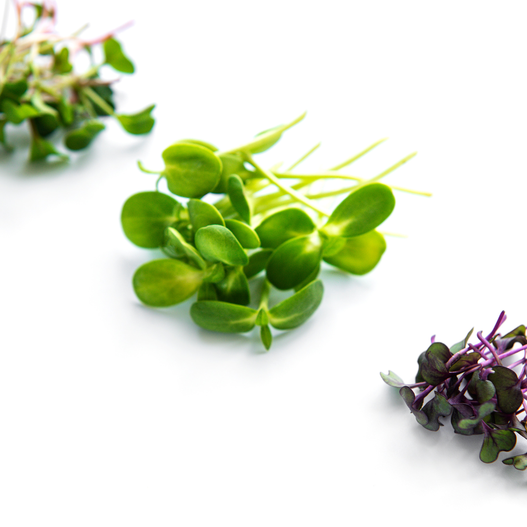 Radish Daikon, Pink Kale & Radish Rambo Microgreens Mix