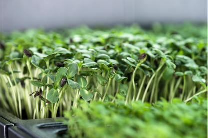 Tiny Sunflower Microgreens