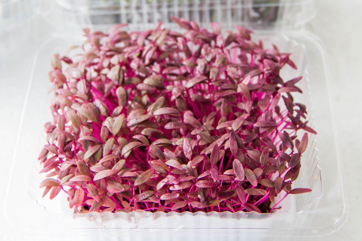 Amaranth Microgreens