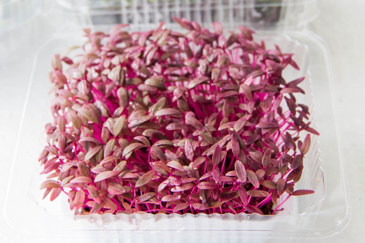 Amaranth Microgreens
