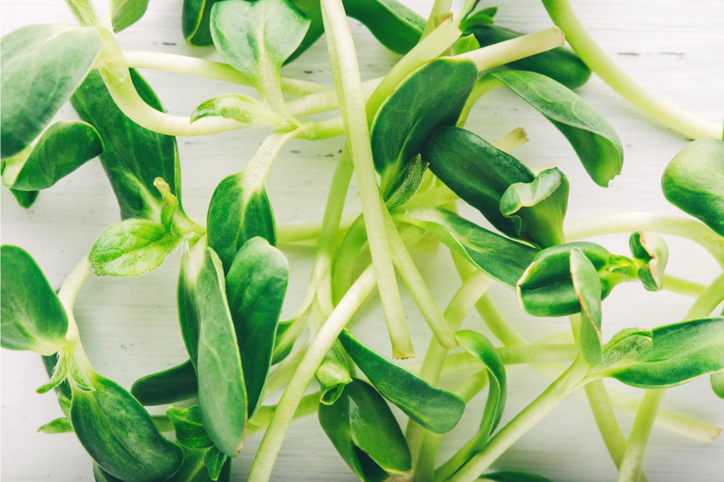 Tiny Sunflower Microgreens