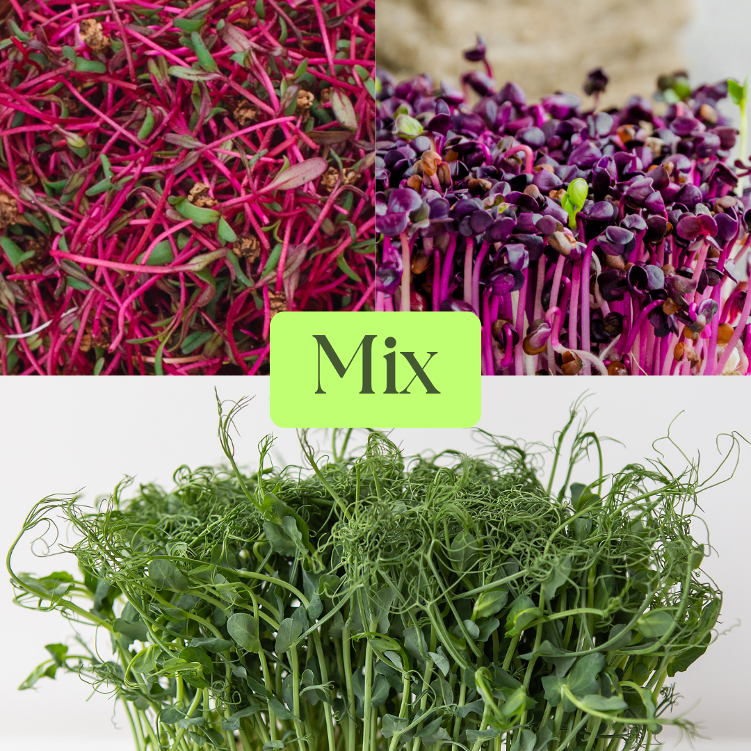 Mix of Beetroot, Rambo Radish & Green Pea Microgreens