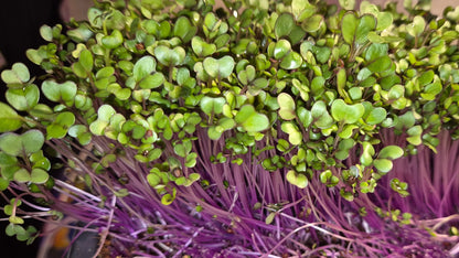 Pink Kale Microgreens