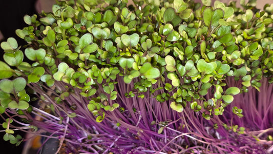 Pink Kale Microgreens