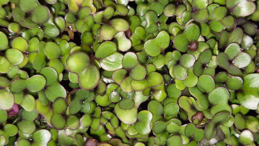 Pink Kale Microgreens